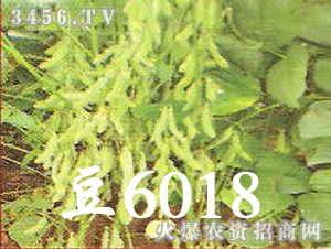 y-姶6018