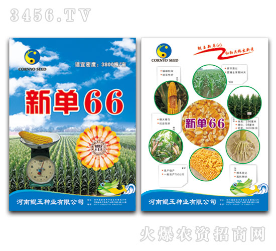 新單66（玉米種子）鯤玉種業(yè)