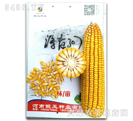 源玉307-玉米種子-鯤玉種業(yè)