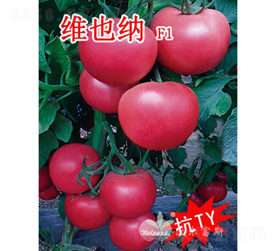 維也納F1（抗TY、高產(chǎn)、高硬度粉果大番茄）-番茄種子-沃爾富斯