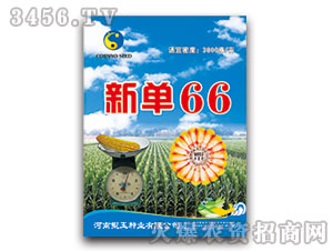 新單66（玉米種子）鯤玉種業(yè)