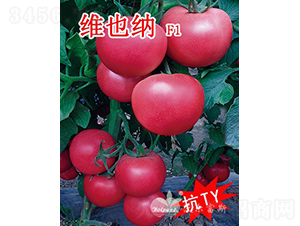 維也納F1（抗TY、高產(chǎn)、高硬度粉果大番茄）-番茄種子-沃爾富斯